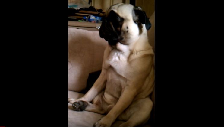 Pug sitting while watching TV