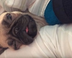 (VIDEO) Proof Pugs are the Most Incredible Dogs on the Planet. End of Story.