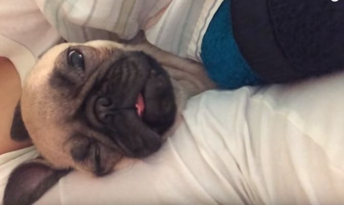 Pug sleeping