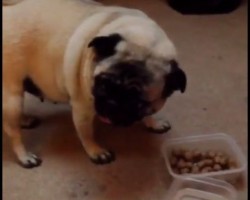 (VIDEO) When a Pug is Trying to Keep Her Meal Away From Her Pug Brother, You’ll Never Guess What Type of Noises She Makes… LOL!