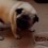 (VIDEO) When a Pug is Trying to Keep Her Meal Away From Her Pug Brother, You’ll Never Guess What Type of Noises She Makes… LOL!
