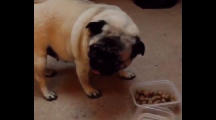 Pug won't share her food