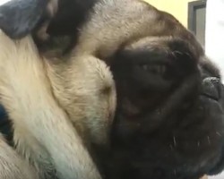 (VIDEO) You’ll Never Guess How This Pug Acts When it’s Time to Visit the… VET!