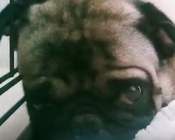 (VIDEO) This is What Happens When You Mess With THIS Pug’s Blanket… LOL!