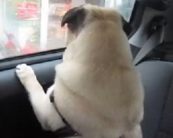 (VIDEO) Dad Leaves His Pug in the Car for One Minute. What This Fur Baby Does to Vocally Complain? Aww!