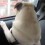 (VIDEO) Dad Leaves His Pug in the Car for One Minute. What This Fur Baby Does to Vocally Complain? Aww!