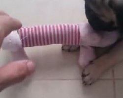 (VIDEO) Pug Puppy Says ‘No, No, No’ to His Mom Touching His New Toy! Hilarious!