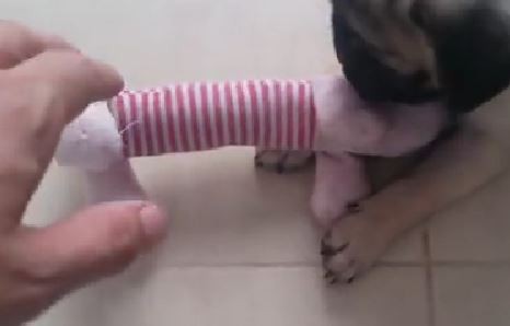 Pug Being Protective