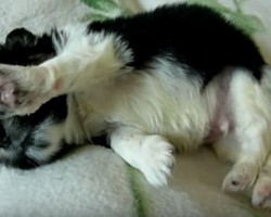 (VIDEO) Puppy Was Abandoned on a Sidewalk. Now Watch How He Gets His Happy Ending.