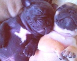 12 Naughty Pug Puppies That Should Be Illegal