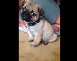 (VIDEO) Baby Pug’s Very First… Will Make You Go “Aww!”