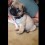 (VIDEO) Baby Pug’s Very First… Will Make You Go “Aww!”