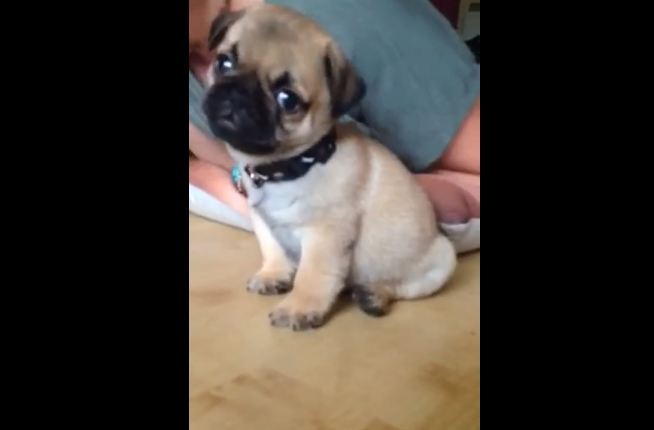 adorable pug puppy