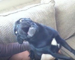 (VIDEO) Just One Mention of This Cat’s Name Sends This Pug Into Major Freak Out Mode… CRAZY!