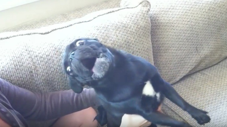 angry pug