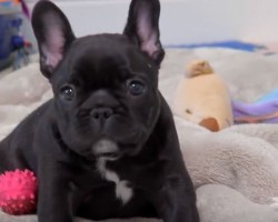 (VIDEO) Fascinating French Bulldog Facts You Didn’t Know Until Now…