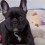 (VIDEO) Fascinating French Bulldog Facts You Didn’t Know Until Now…