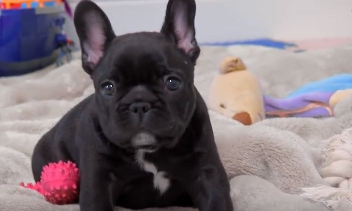 baby Frenchie