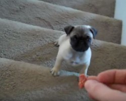 (VIDEO) She Holds Out a Treat. What She Wants Her Pug Puppy to Do? Watch to See if He Takes the Bait!