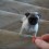 (VIDEO) She Holds Out a Treat. What She Wants Her Pug Puppy to Do? Watch to See if He Takes the Bait!