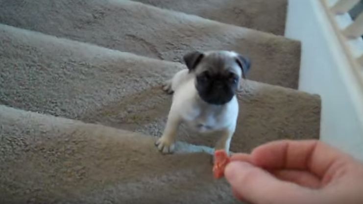 baby Pug being baited with a treat