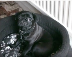 (VIDEO) We Already Know Pug Puppies Are Adorable. But Wait Until You Watch This Pug Puppy. She Is SO Melt Worthy!