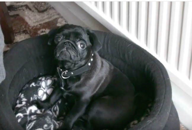 black pug puppy