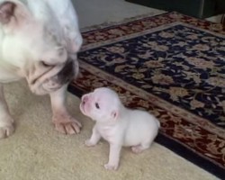 (VIDEO) Bulldog Mom Pats Her Puppy on the Head. How He Responds? You’ve Never Seen a Temper Tantrum Like THIS!