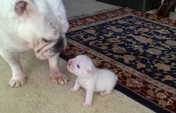 bulldog puppy attitude