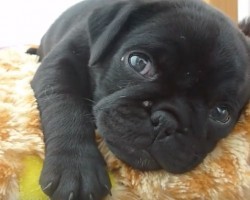 (VIDEO) Precious Pug Pup is Falling Asleep. Now Watch Her Eyes as They Slowly Close… AWW!