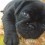 (VIDEO) Precious Pug Pup is Falling Asleep. Now Watch Her Eyes as They Slowly Close… AWW!