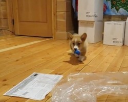 (VIDEO) She Brings Her New Corgi Puppy to Work. How the Meet and Greet Goes with Coworkers? I Can’t Stop Watching This!