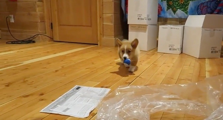 corgi puppy at work