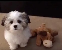 (VIDEO) Adorable Pooch is Asked “Who’s Your Best Friend.” Now Wait Until the End to See His Ultimate Response! WOW!