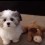 (Video) This Adorable and Viral Video of Benji the Dog Being Asked Who His Best Friend Is NEVER Gets Old…