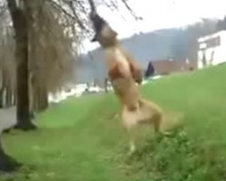 (VIDEO) Watch How This Dog Does ANYTHING to Get the Perfect Stick From a Tree and Looks Like Tarzan in the Process…