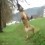 (VIDEO) Watch How This Dog Does ANYTHING to Get the Perfect Stick From a Tree and Looks Like Tarzan in the Process…