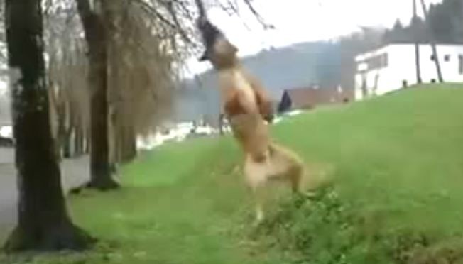 dog swinging from a tree