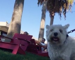 (VIDEO) How Your Dog Sees the World… is Quite Beautiful! Check THIS Out: