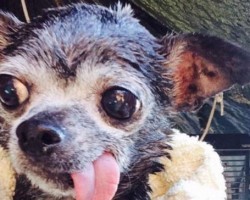 Precious Pooch Gets Saved From Death Row. Now See How He’s Treated to His First Spa Day!