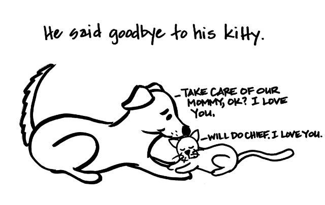 doggy saying goodbye to cat