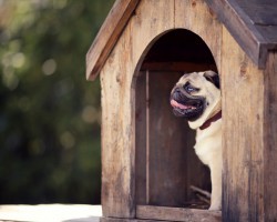 3 Outrageous Dog Houses You Have to See to Believe