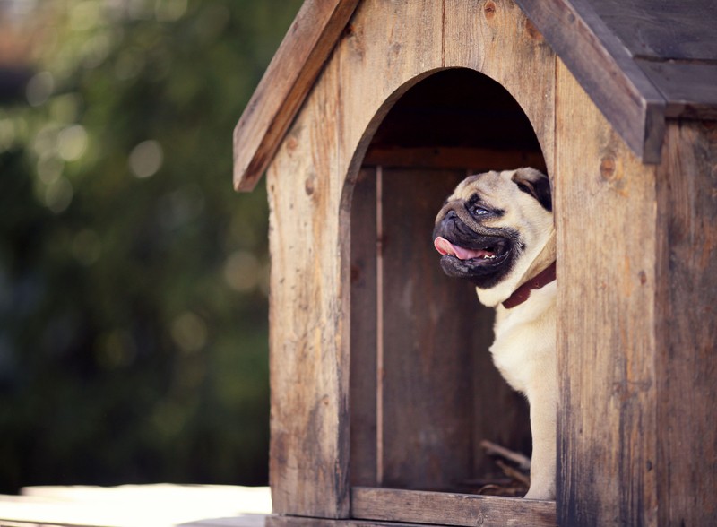 pug dog house