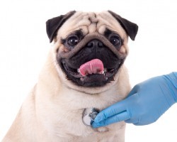 Your Dog is Making Strange Noises. Here’s How to Tell if She Has a Collapsed Trachea.