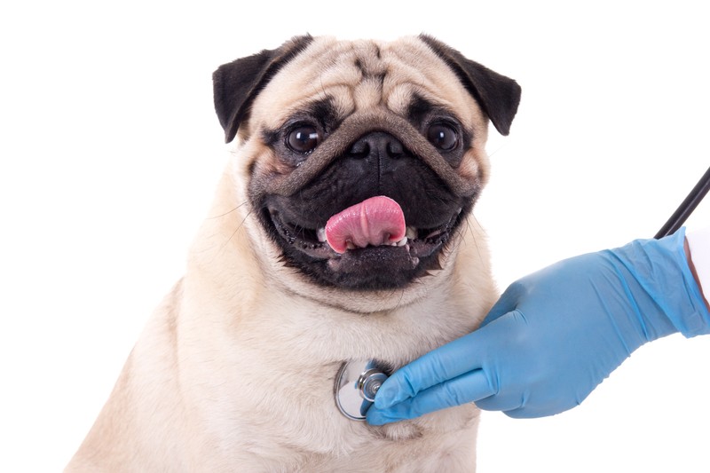 pug vet