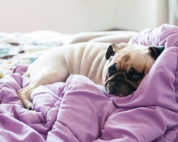 9 Tips for Sleeping Well While Still Having Your Dog Sleep With You