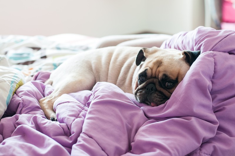 pug in bed