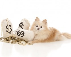 4 of the Most Expensive Dog Breeds Ever…