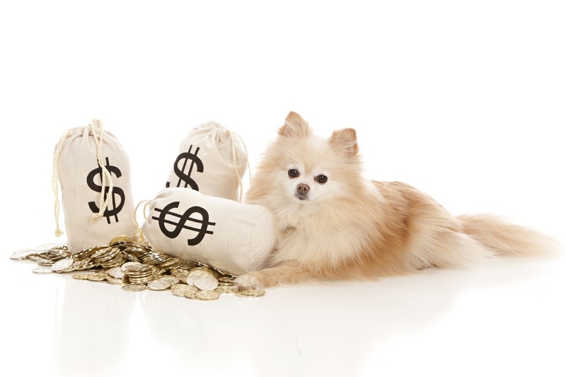 expensive dog