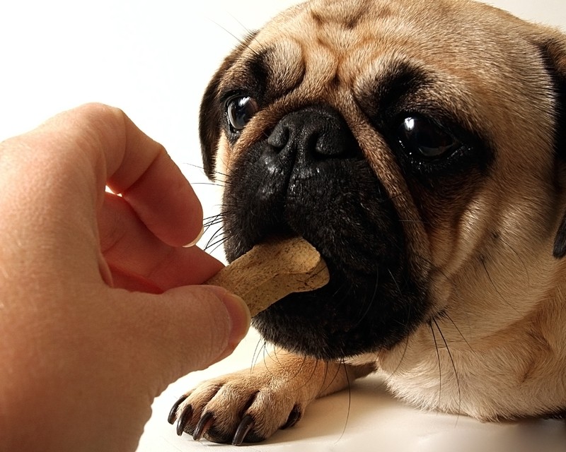 pug treat